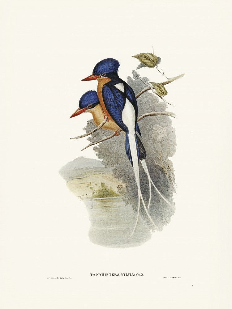 White Tailed Tanysiptera
