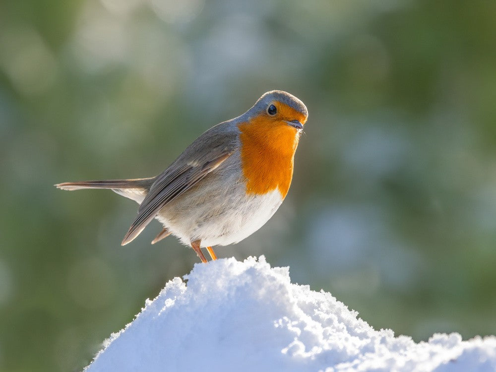 Inquisitive Robin.