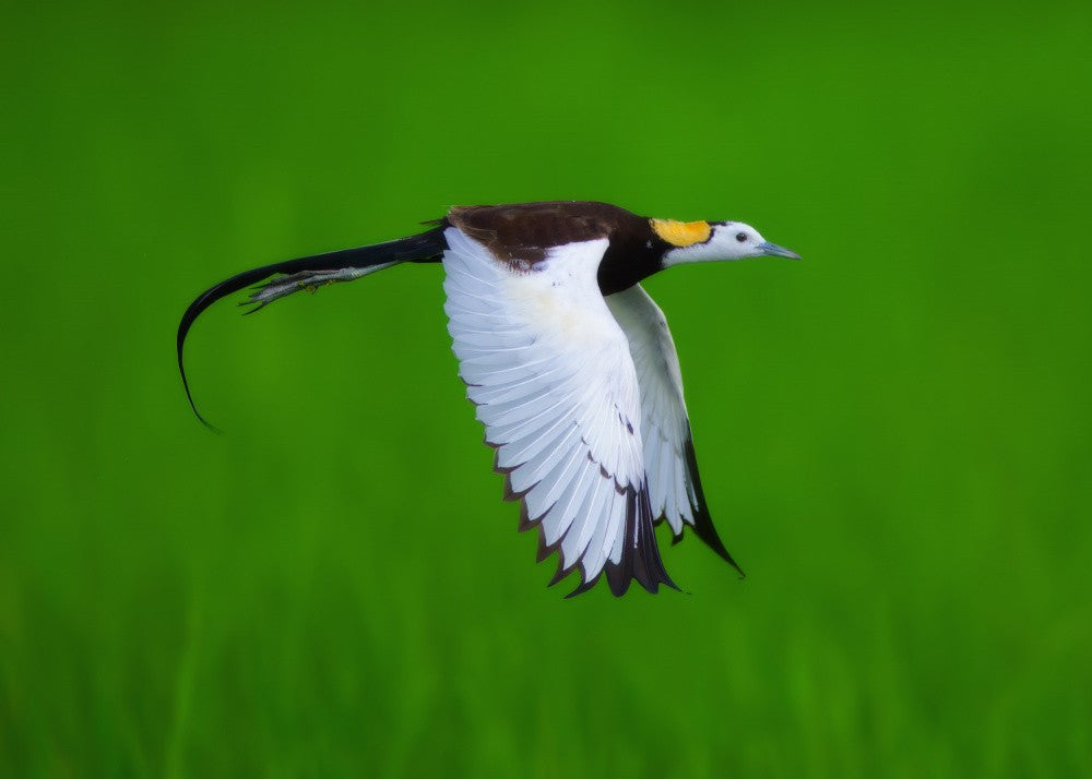  Pheasant-tailed Jacana