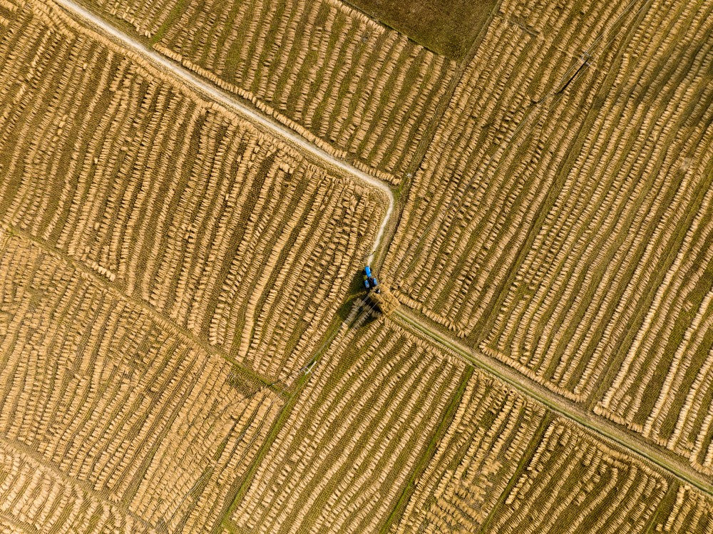 Art of paddy field