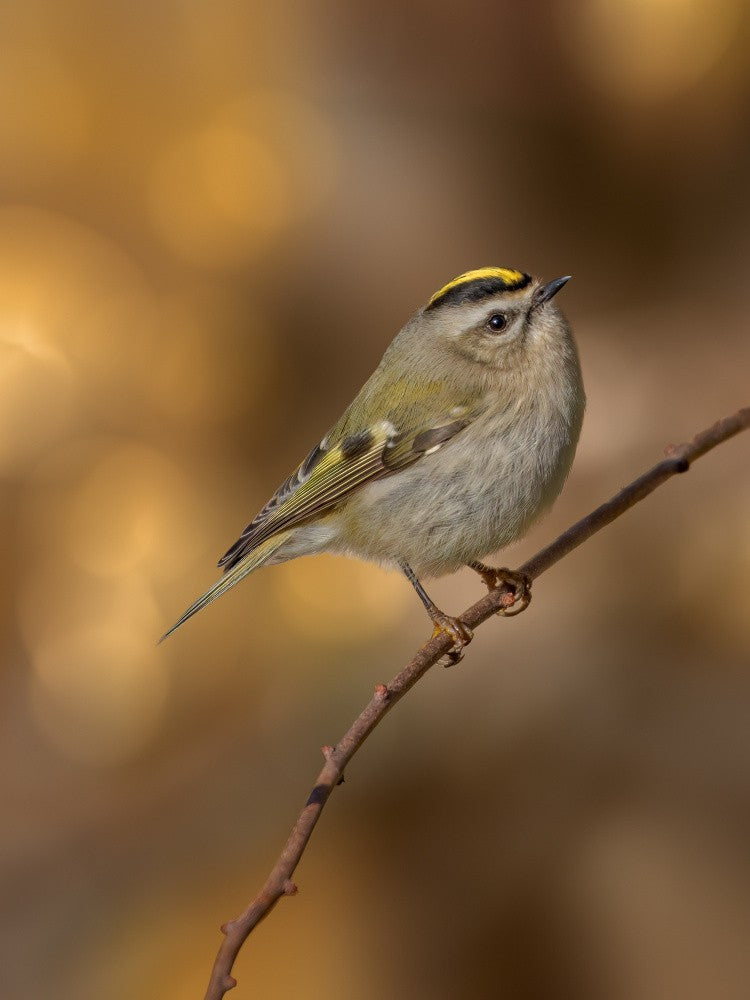 Golden-crowned kinglet