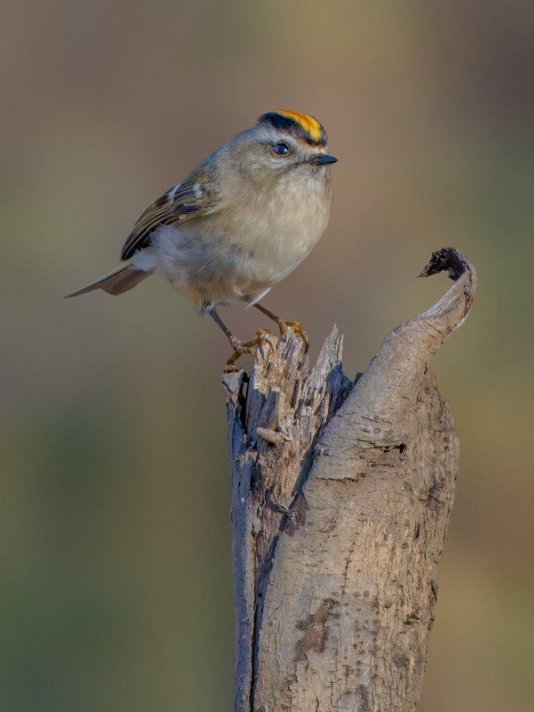 Golden-crowned kinglet