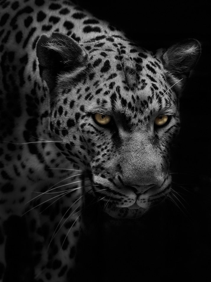 Portrait of Leopard