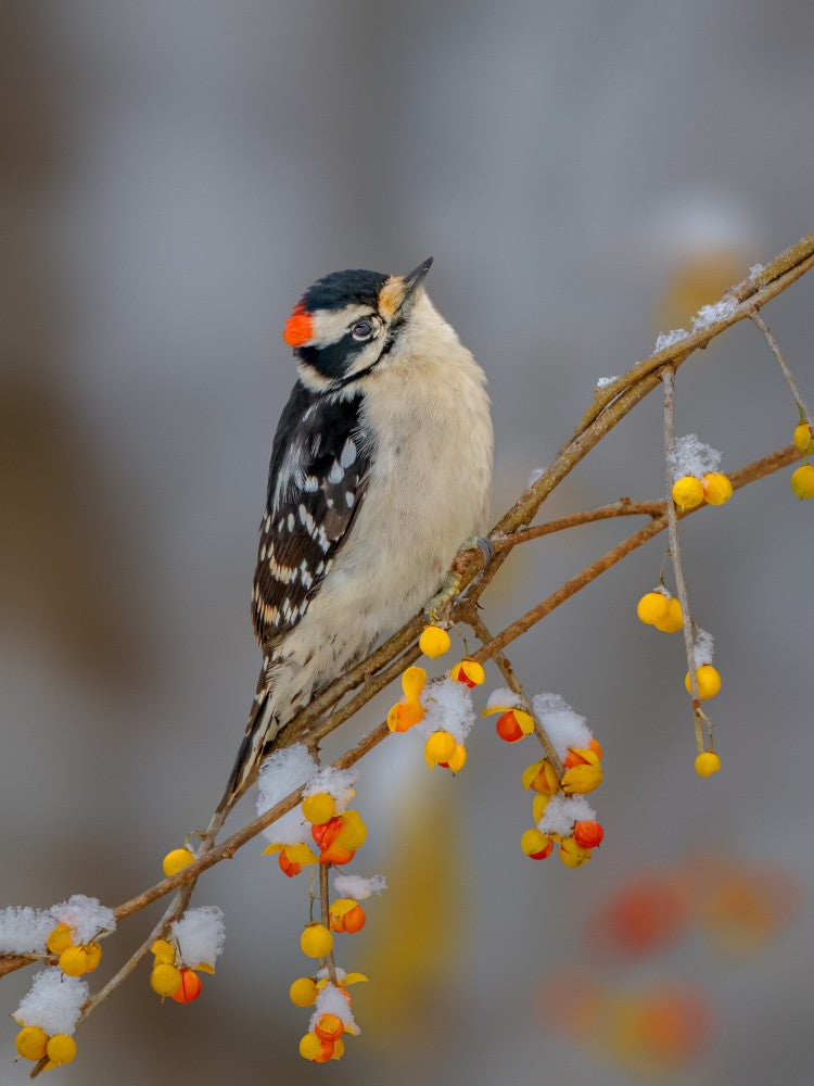 Downy woodpecker