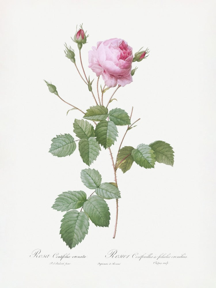 Crenate Leaved Cabbage Rose, Les Roses (1817–1824)