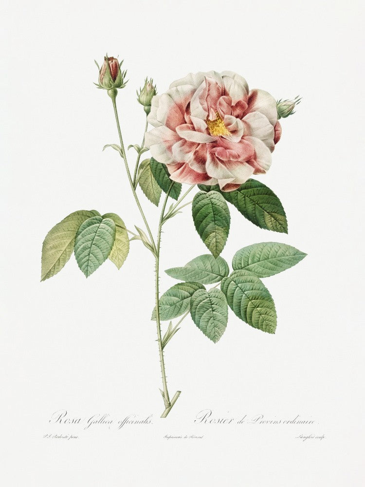 Rosa Gallica (1817–1824), Les Rose