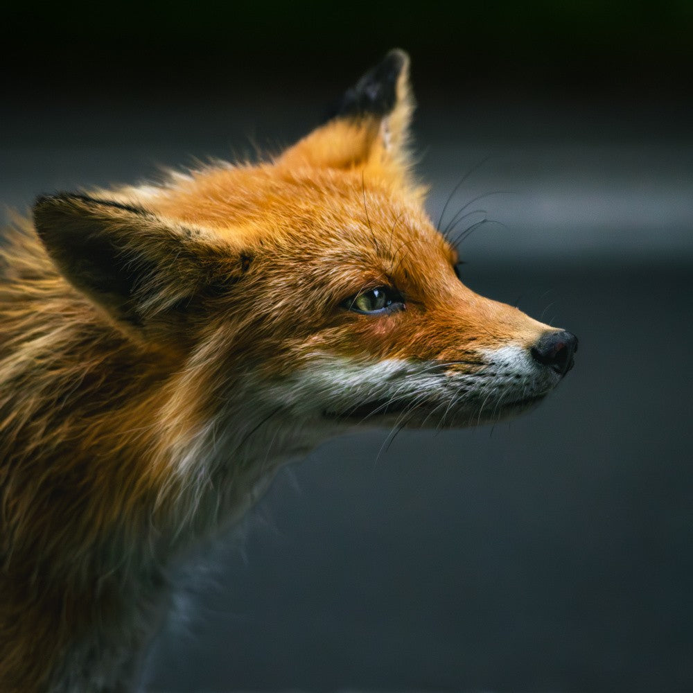 Relaxed gaze