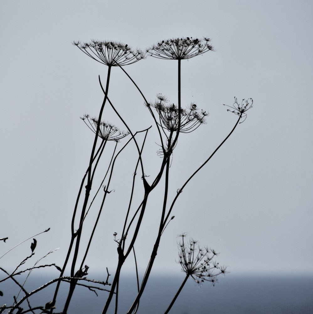 Seed Head Silouettes