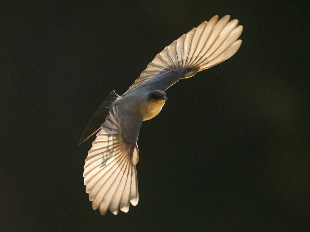 Say's Phoebe