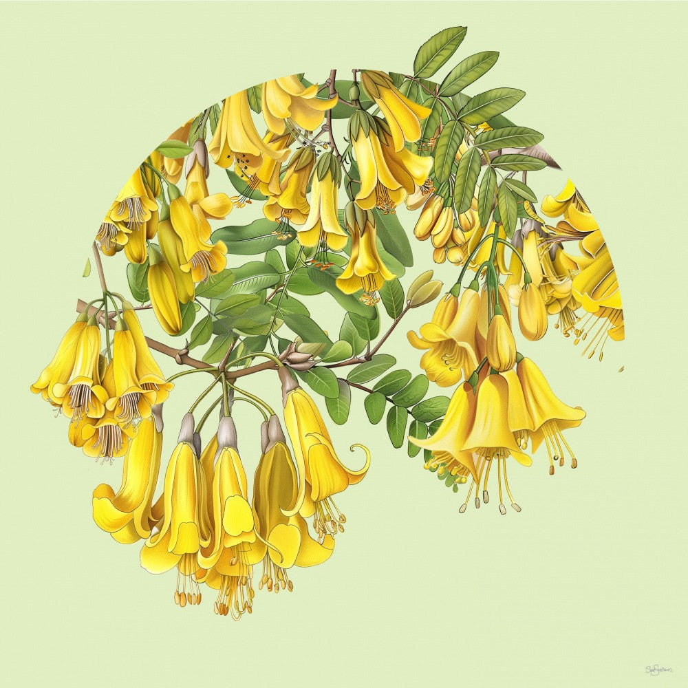 Kowhai