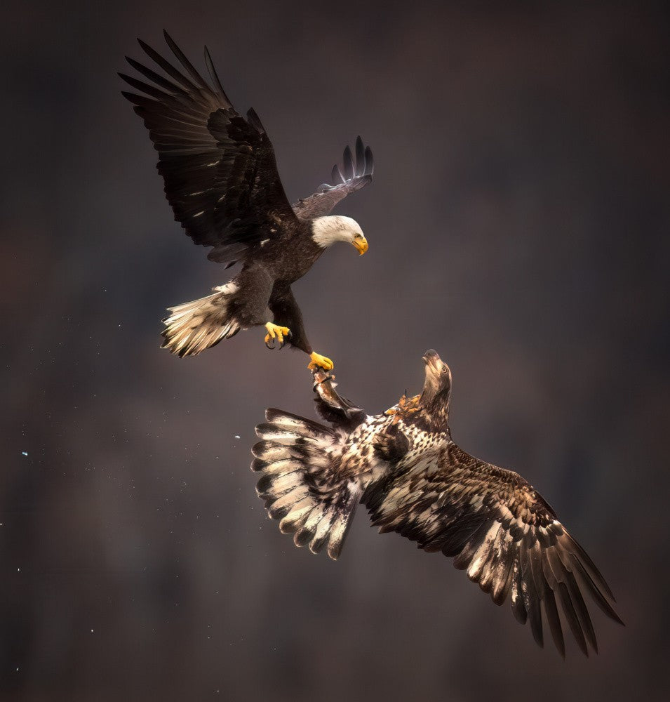 Clash of Grace
