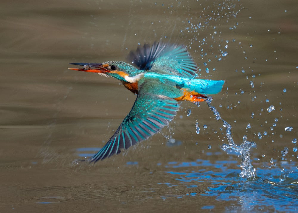 Common Kingfisher