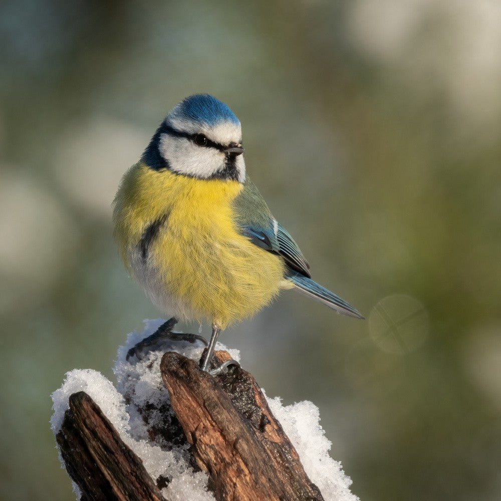 Blue tit