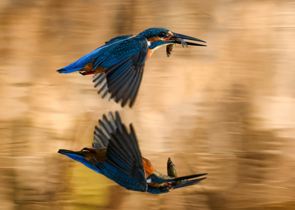 Reflection