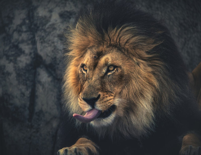 The king