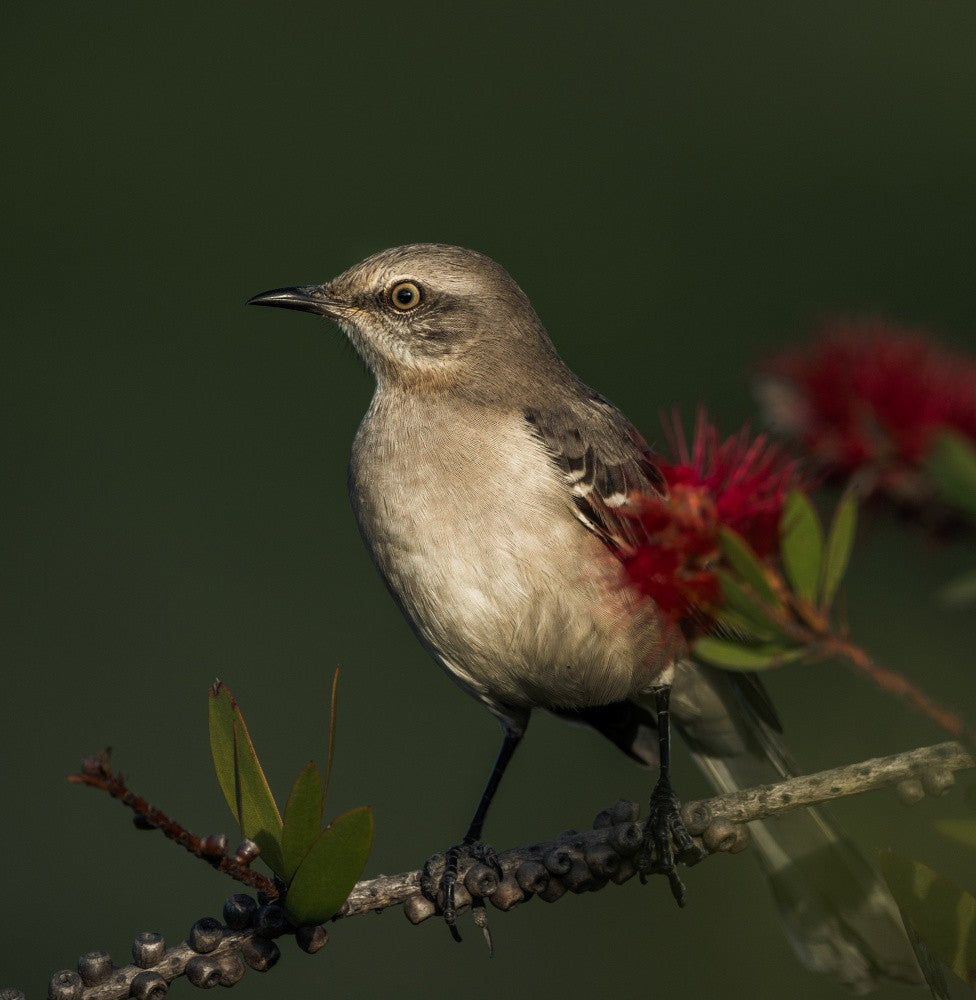 Oiseau Moqueur