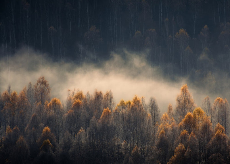 Fogy morning