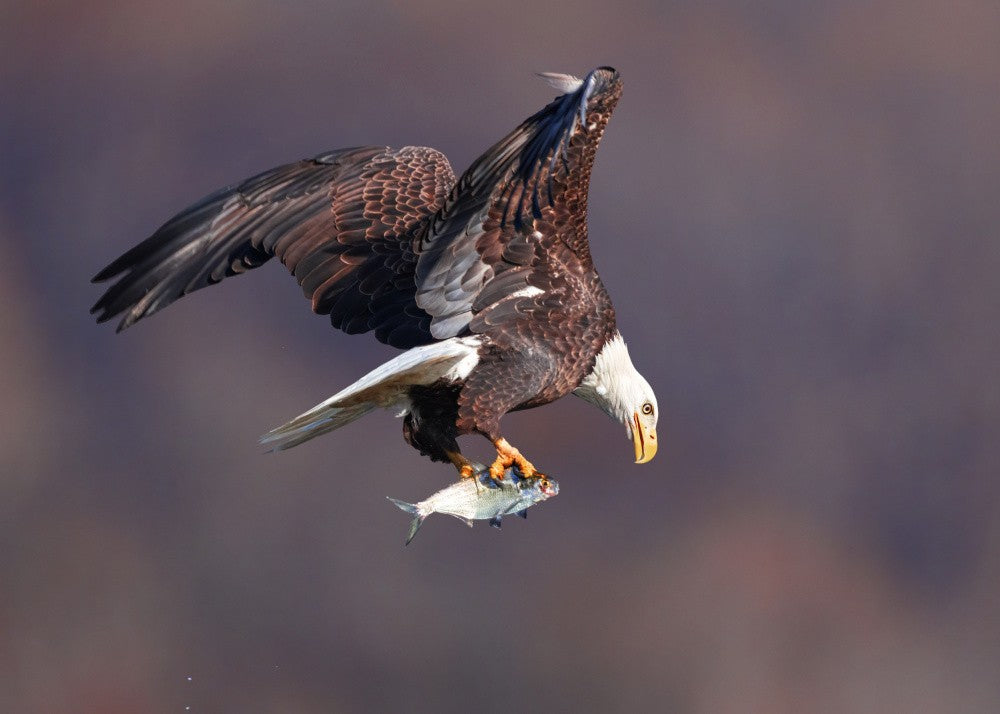 Eagle's Prey