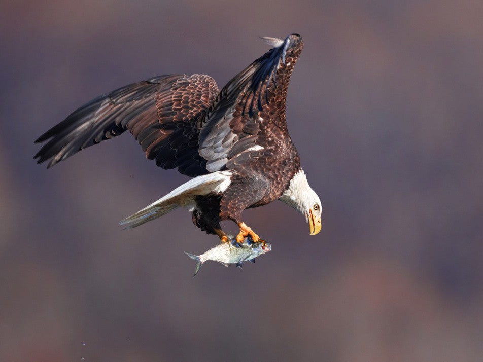Eagle's Prey