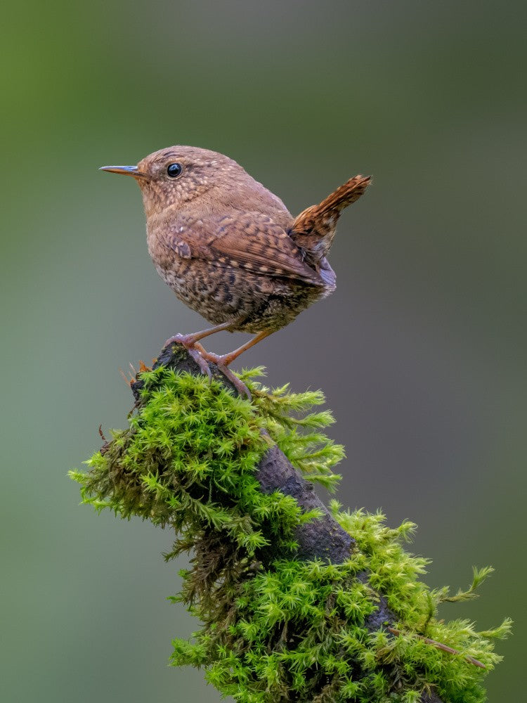 Pacific wren