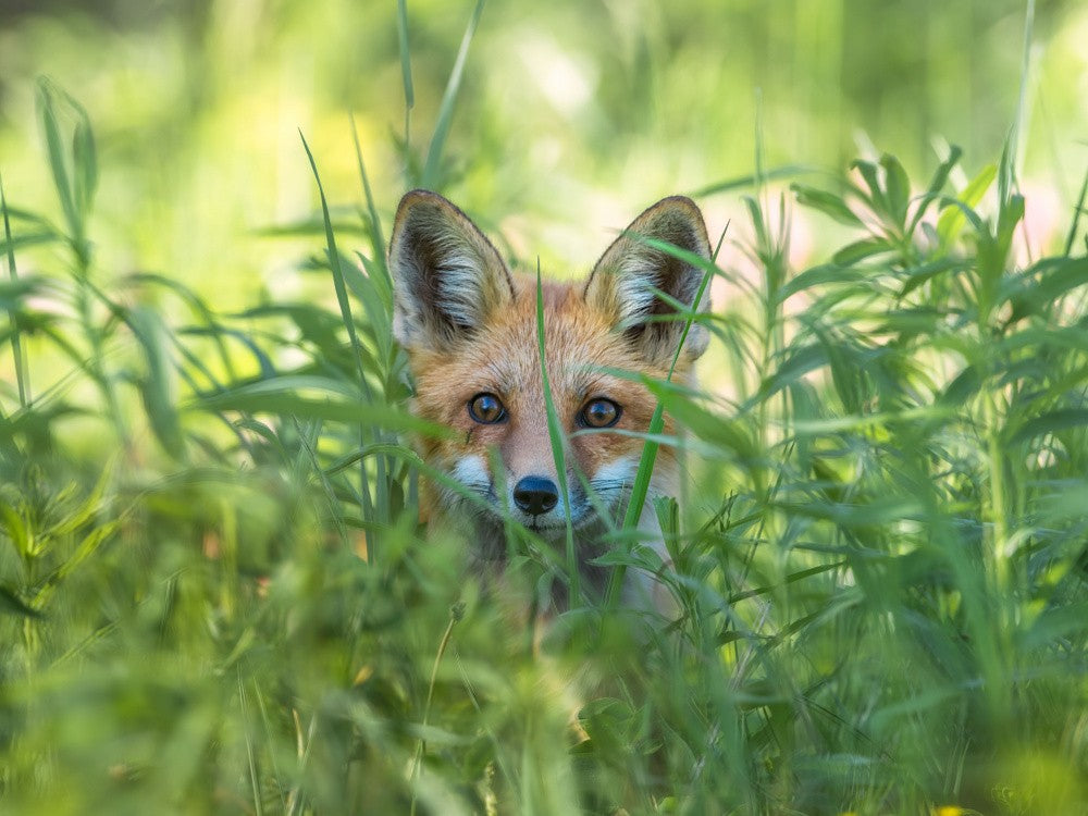 Pretty little red fox
