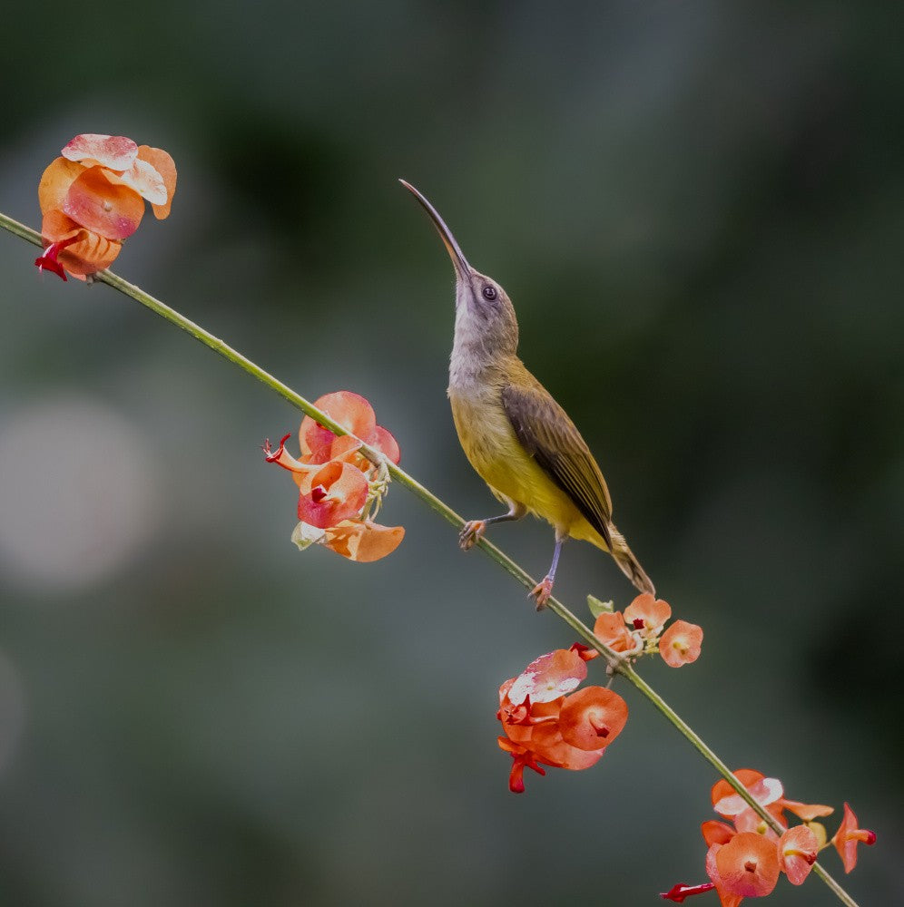 Little Spiderhunter looking up