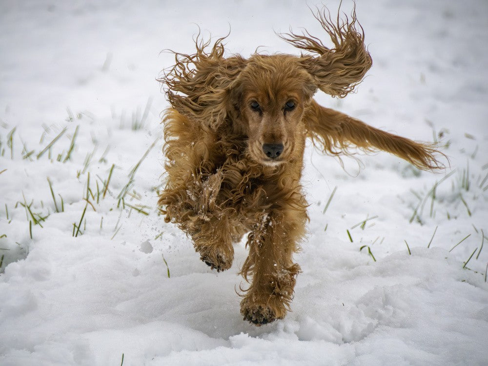 Freude im Schnee