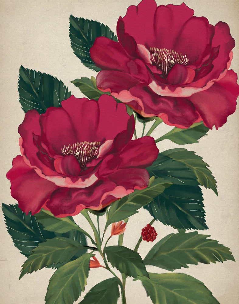 Rose of Providence