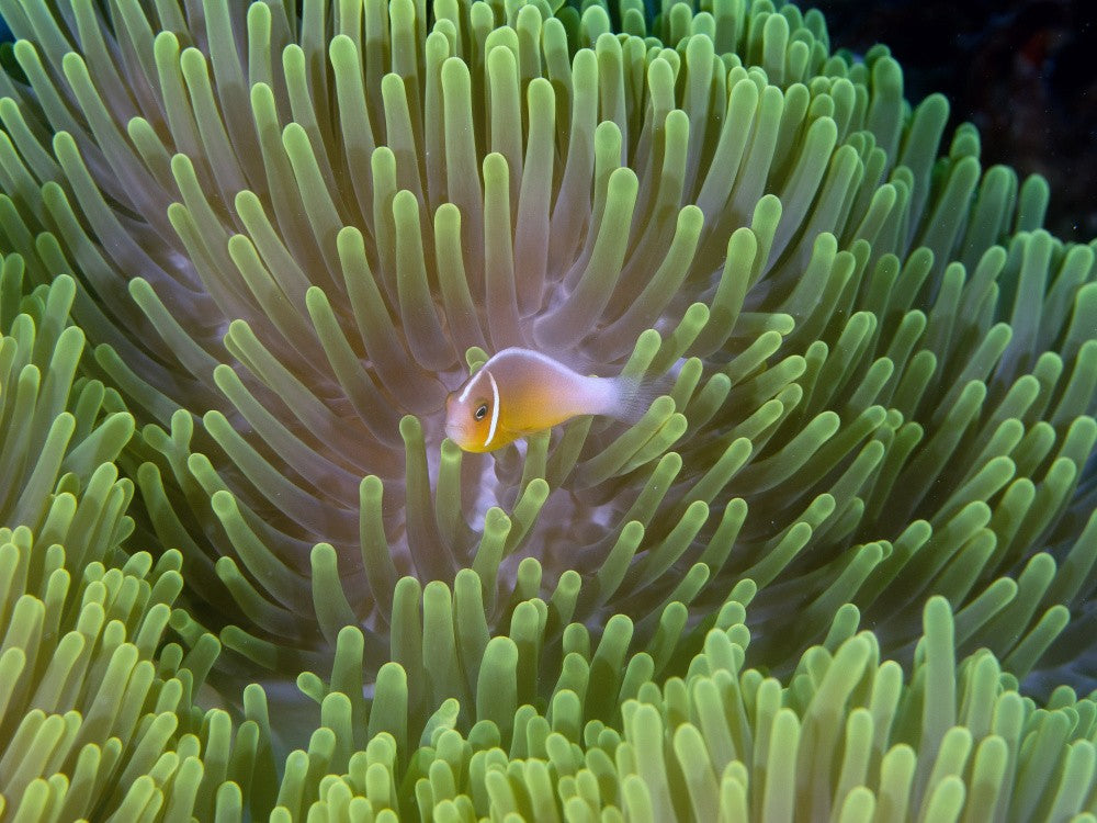 Anemone Fish