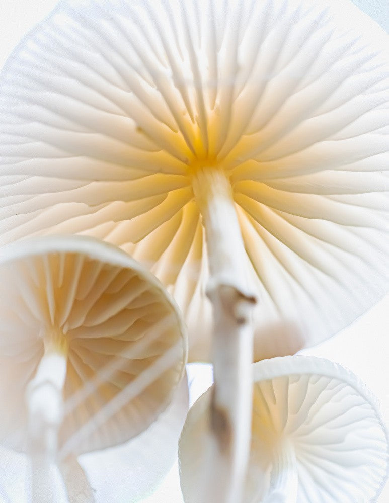 Color in White