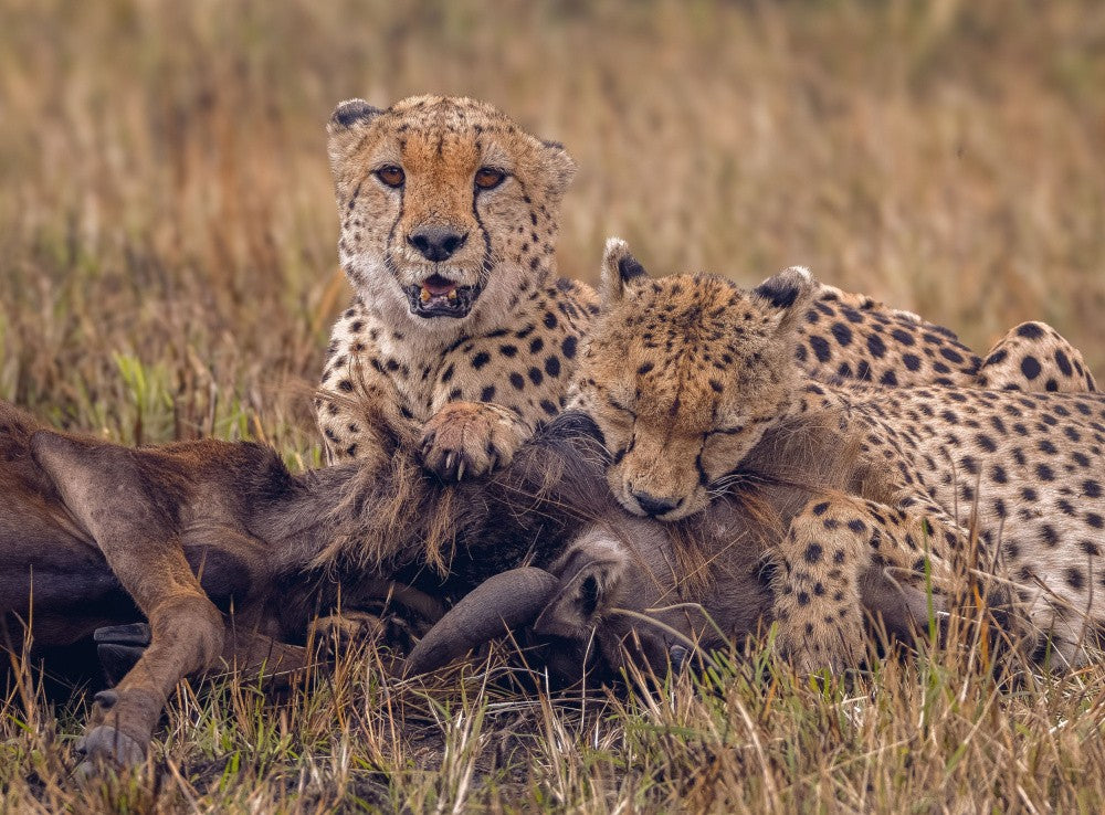 Cheetah Brothers Hunt