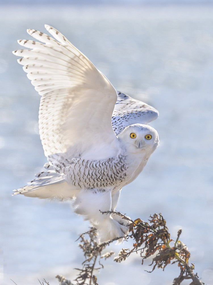Snowy Owl