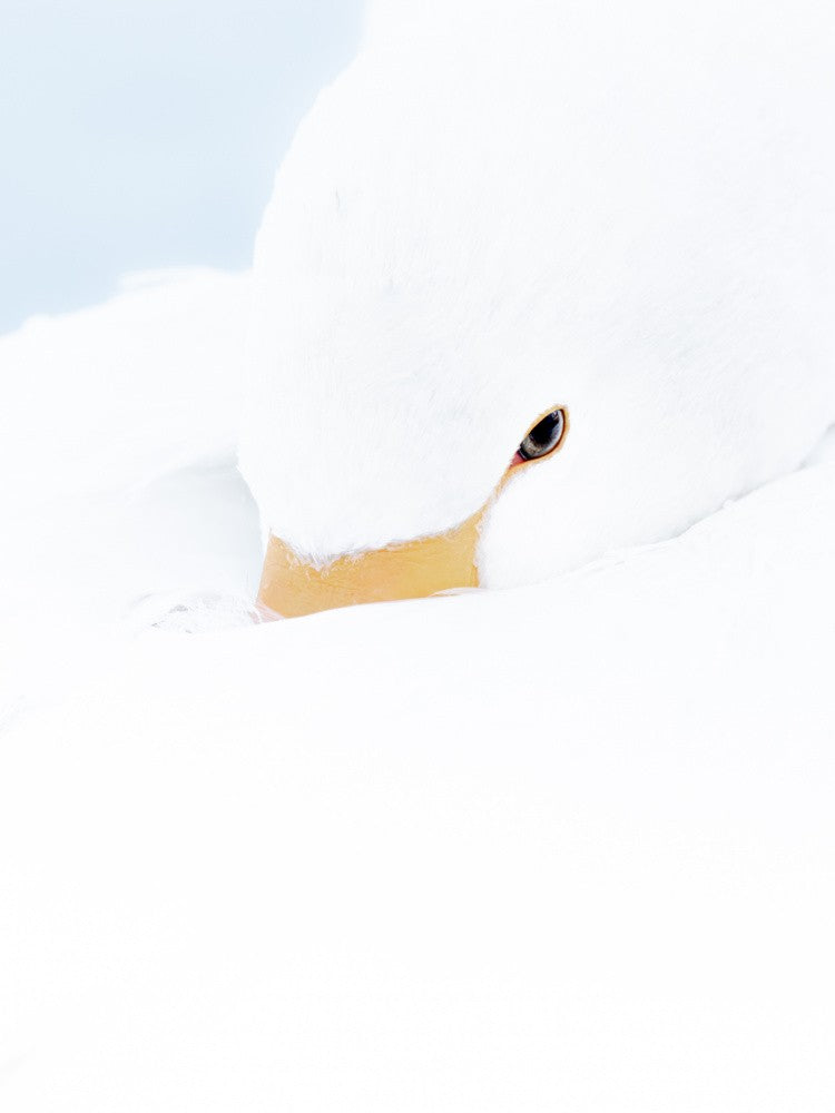 Schwan