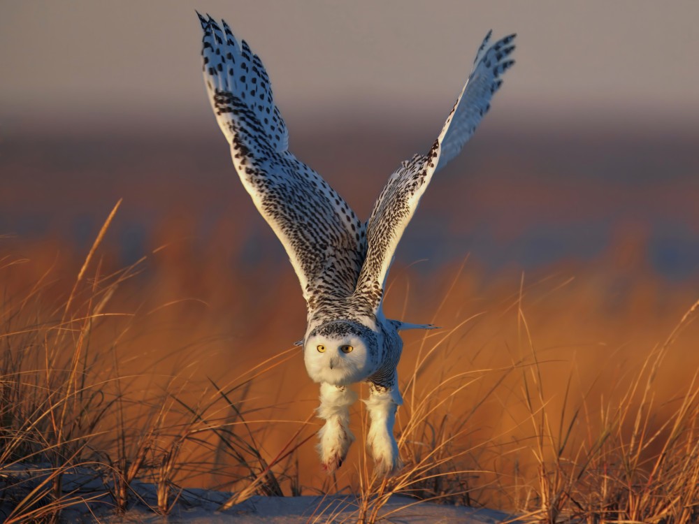Snowy Owl