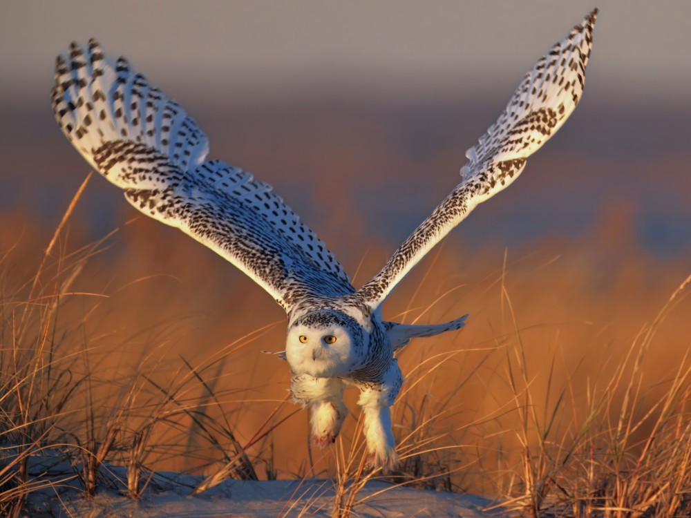 Snowy Owl