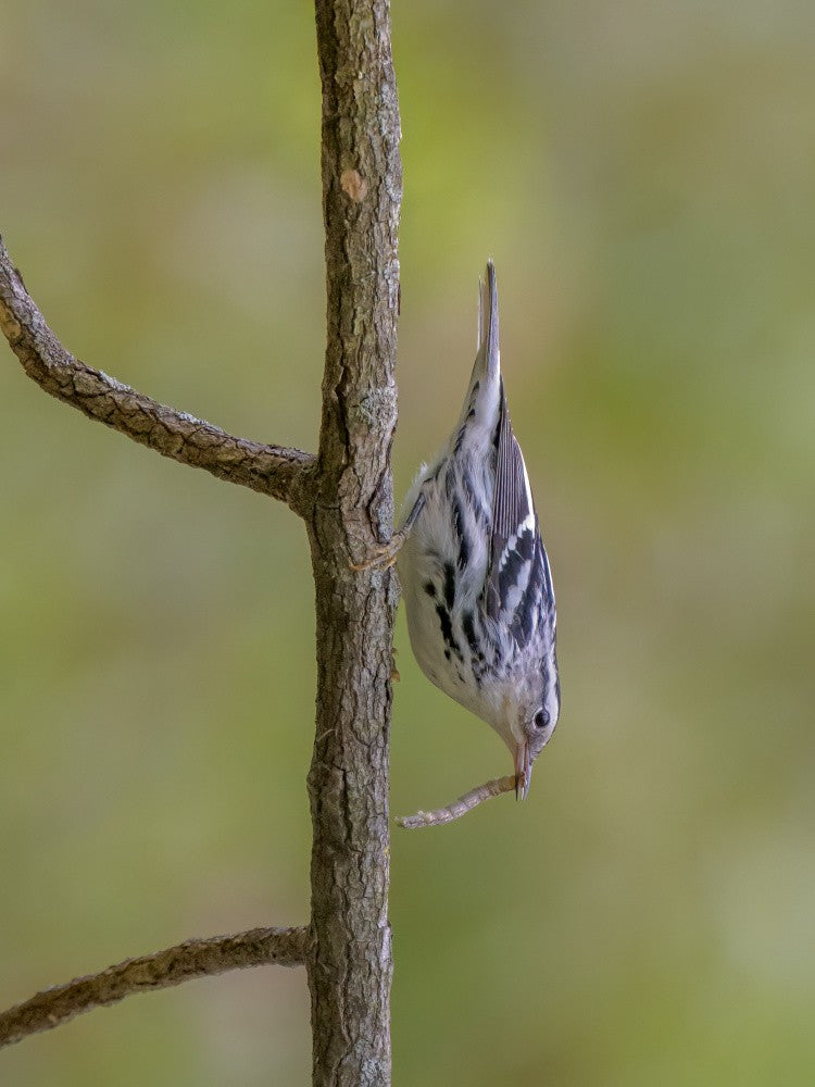Black white warbler