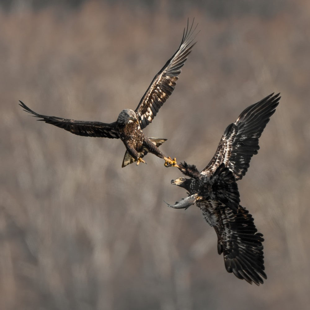 The Fish is Mine!