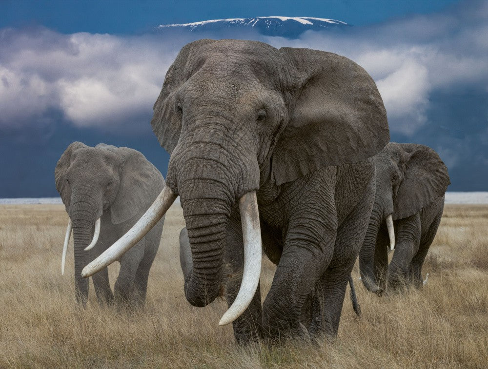 The Matriarch Elephant