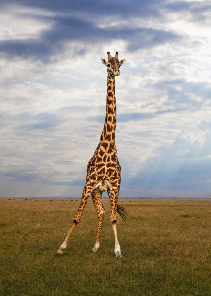 Elegant Giraffe