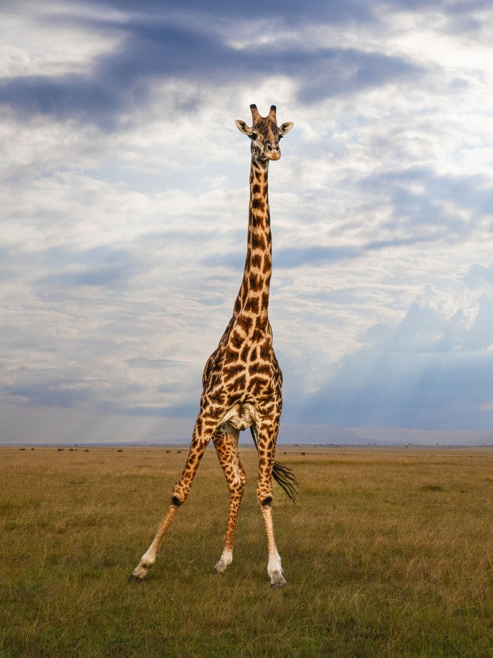 Elegant Giraffe