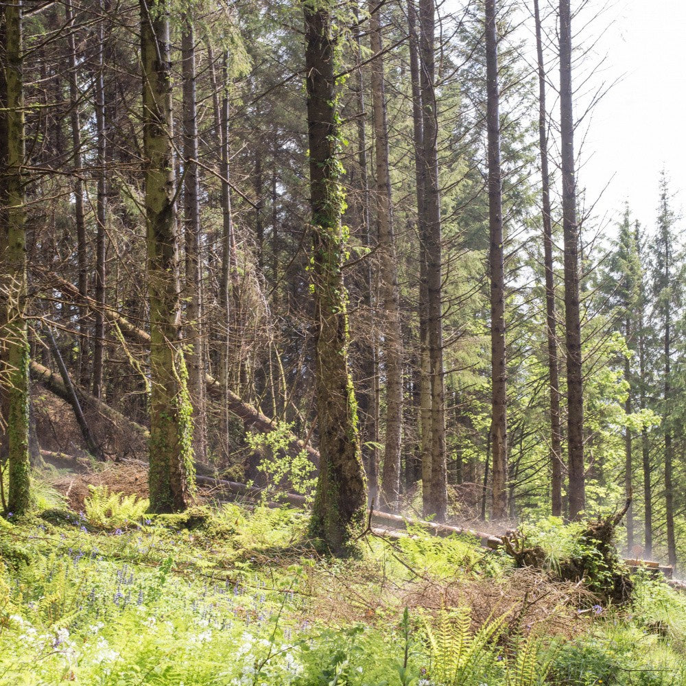 Mossy Woodland