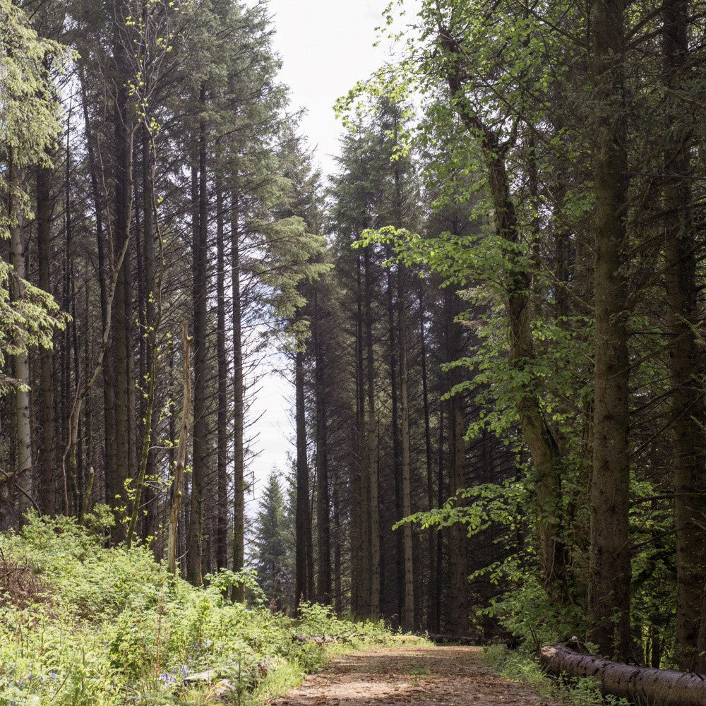 Woodland Trail