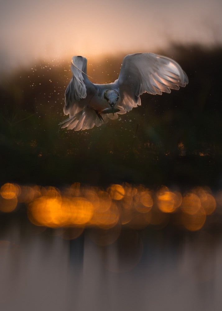 Fishing in golden hour