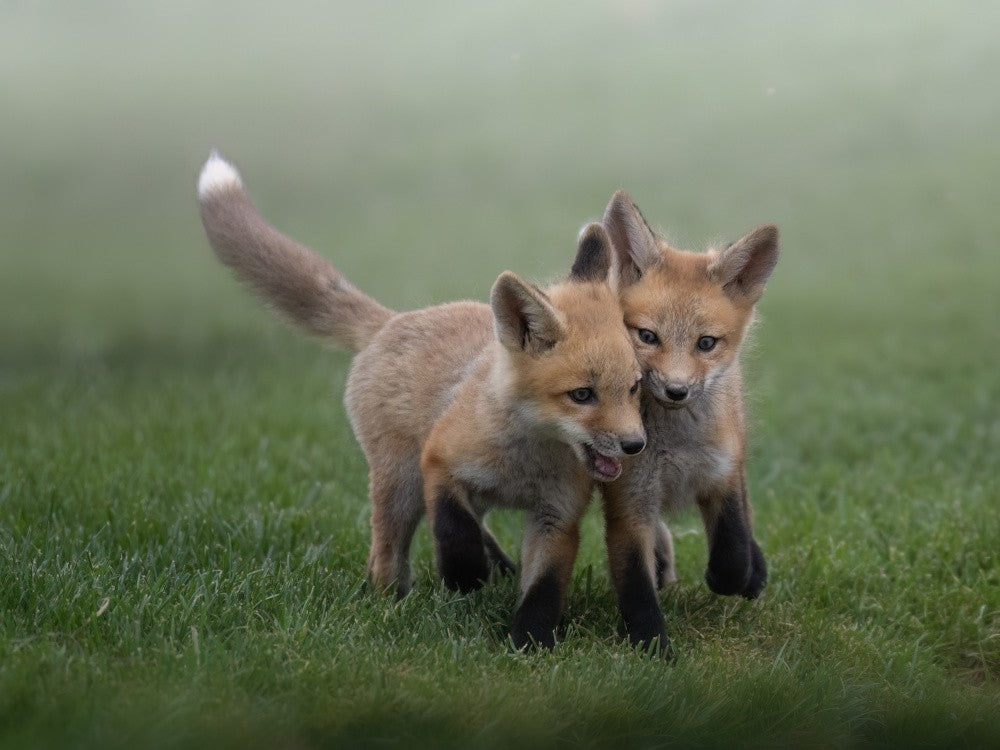 Siblings