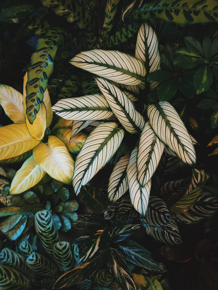 Vibrant Leaves