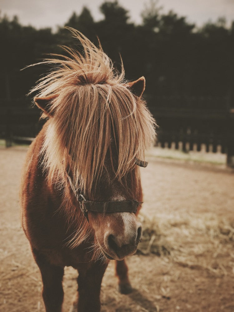 Poney à la crinière hirsute