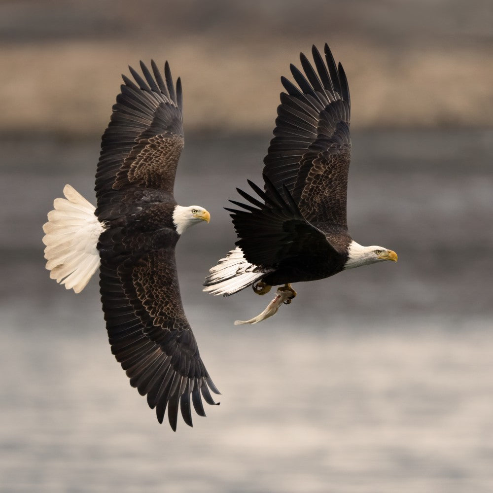 Chasing the Fish
