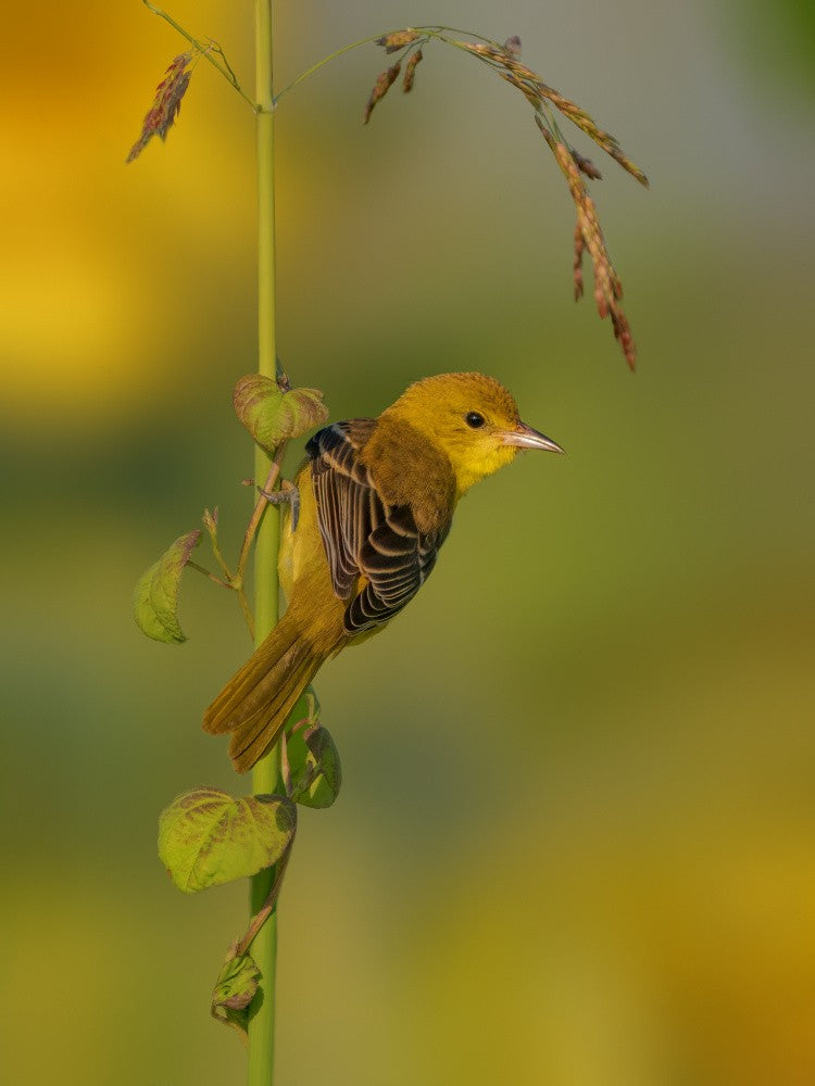 Orchard oriole