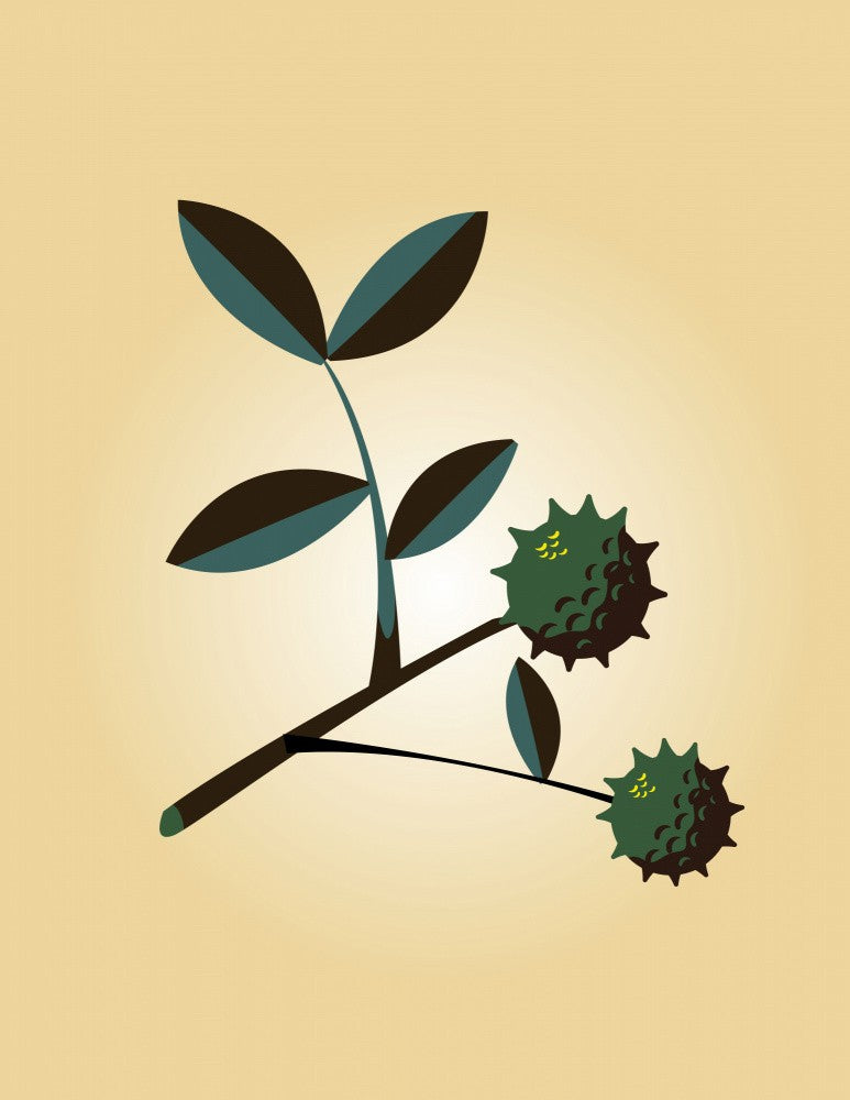 Stylized Botanical Illustration