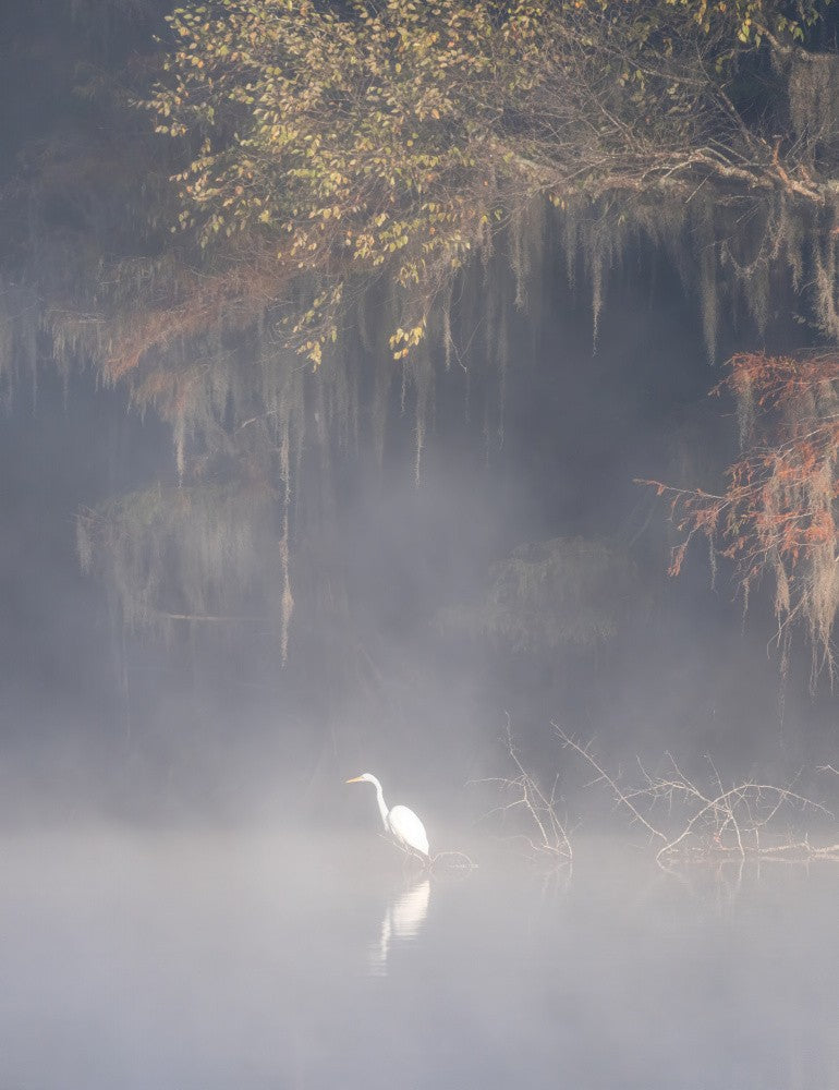 Bayou